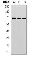 GBP1 Antibody (Internal)