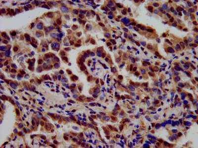 TSPAN9 Antibody