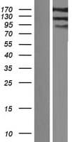 IQSEC1 Protein (Over-Expression Lysate Myc-DDK (Flag))