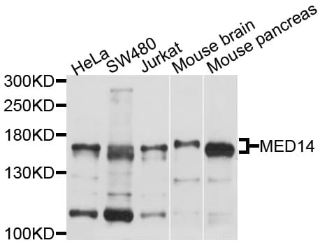 MED14 Antibody