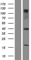 TRIM69 / Trif Protein (Over-Expression Lysate Myc-DDK (Flag))