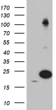 PIN1 Antibody (clone OTI4H1)