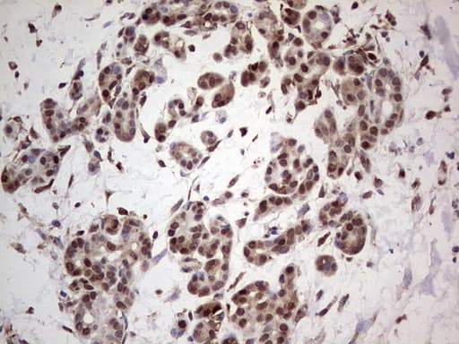 PCNA Antibody (clone OTI13G4)