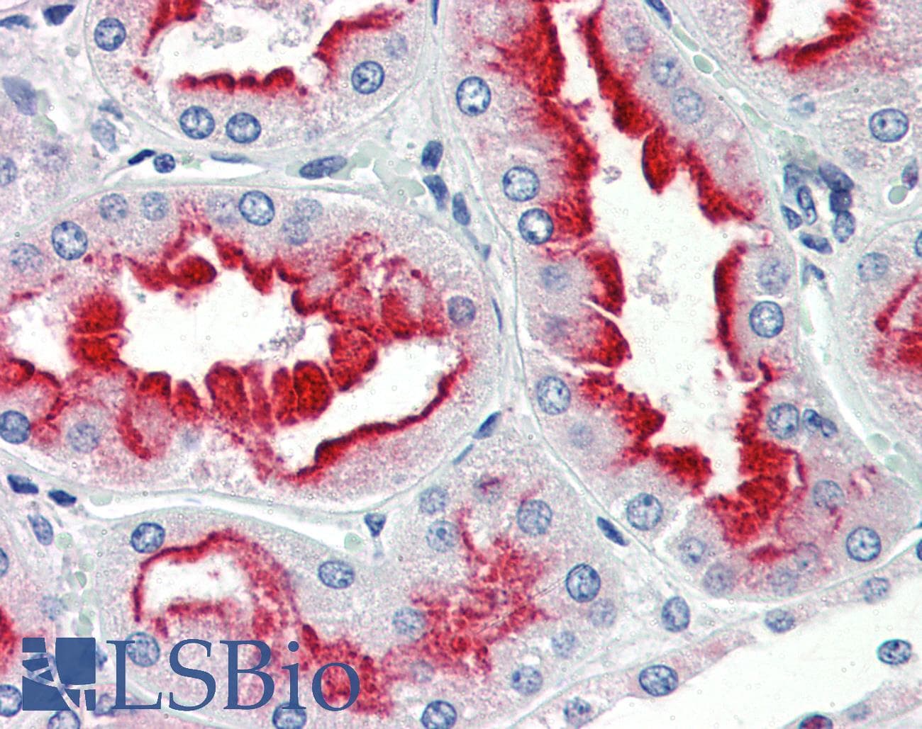 IHC-plus™ Monoclonal Mouse anti-Human GJC1 / CX45 / Connexin 45 Antibody (aa354-367, IHC, WB)