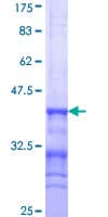 Human BAG6 / G3 / Scythe Protein (Recombinant GST, N-terminus)