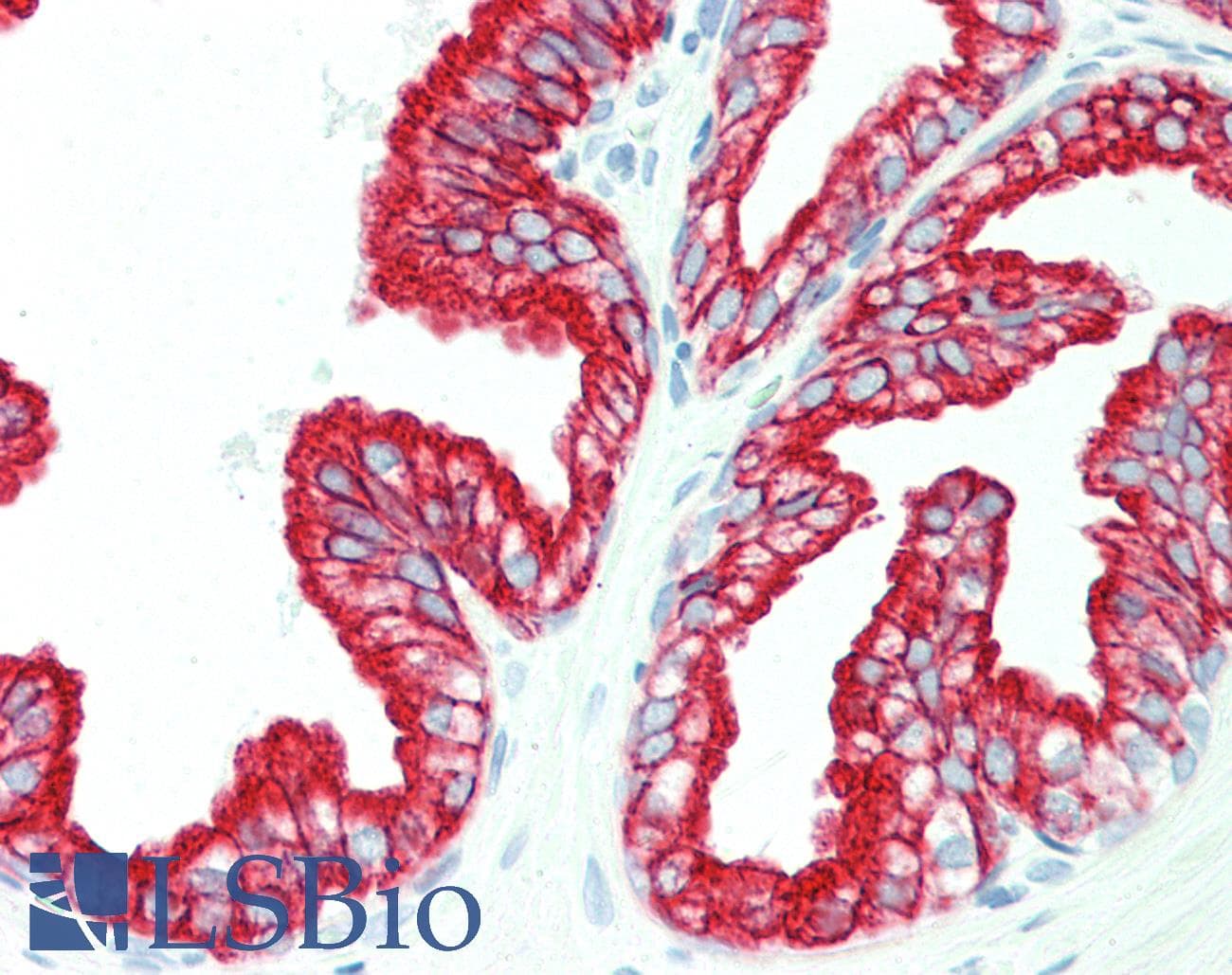 PathPlus™ Pan Cytokeratin Antibody (clone C11)
