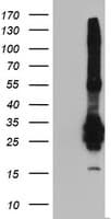 FGF21 Antibody (aa29-209, clone OTI9E5, Carrier-free)
