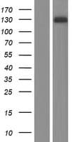 CNKSR2 Protein (Over-Expression Lysate Myc-DDK (Flag))