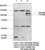 IHC-plus™ Polyclonal Rabbit anti-Human HIF1A / HIF1 Alpha Antibody (aa833-850, IHC, WB)