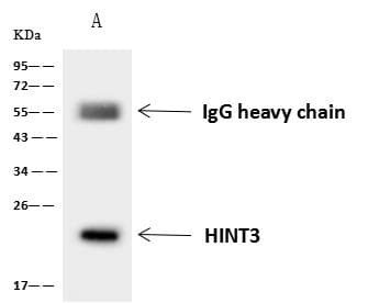 HINT3 Antibody
