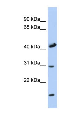 COX18 Antibody (C-Terminus)