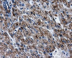 ATP5B / ATP Synthase Beta Antibody (clone OTI1F7, Carrier-free)