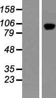 PDE11A Protein (Over-Expression Lysate Myc-DDK (Flag))