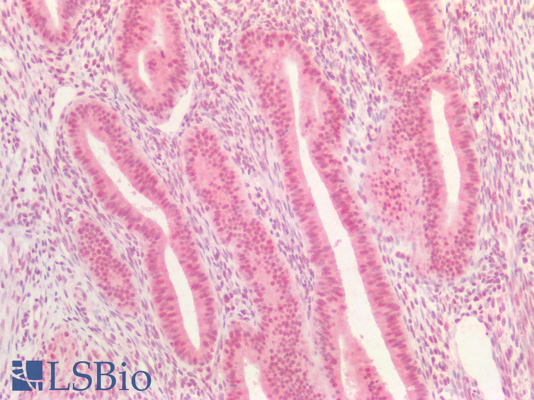 PathPlus™ DNMT / DNMT1 Antibody (aa637-650, clone 60B1220.1)