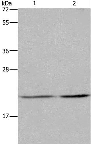 ASF1A Antibody
