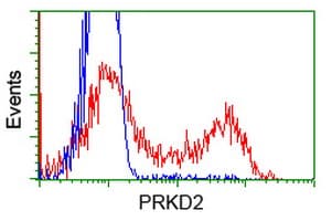 PRKD2 / PKD2 Antibody (clone OTI4F1)