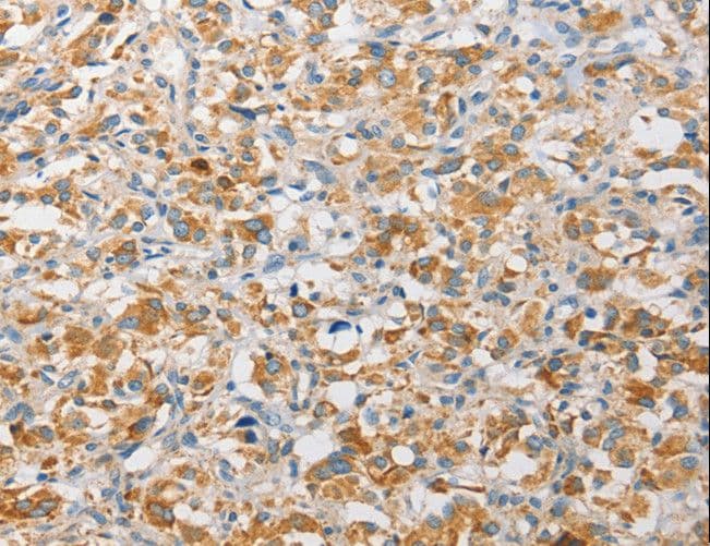 APOBEC3G / CEM15 Antibody