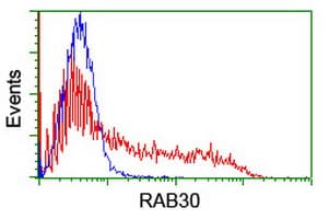 RAB30 Antibody (clone OTI3C6, Carrier-free)
