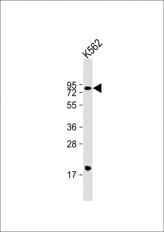 ARID3A / DRIL1 Antibody (aa429-462)