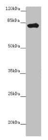 Polyclonal Rabbit anti-Human LRCH1 Antibody (IHC, IF, WB)