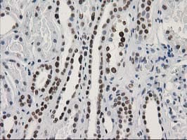 LENG1 Antibody (clone OTI10A7)