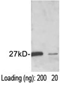 GST Tag Antibody