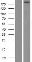 GTF3C1 Protein (Over-Expression Lysate Myc-DDK (Flag))