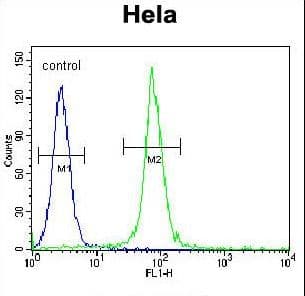 Polyclonal Rabbit anti-Human ADO Antibody (aa206-233, WB)