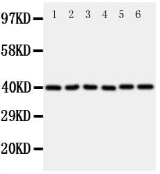 CCN4 / WISP1 Antibody (aa354-367)