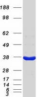 Human DNAJB2 Protein (Recombinant Myc-DDK (Flag))