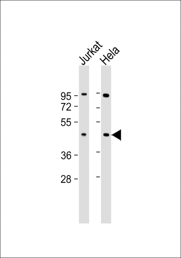 EFTU / TUFM Antibody