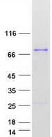 Human DNAJC2 / ZRF1 Protein (Recombinant Myc-DDK (Flag))