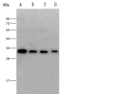 Polyclonal Rabbit anti-Mouse CD320 Antibody (Preservative Free, WB)