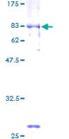 Human NFIB Protein (Recombinant GST)