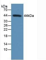 TP53 / p53 Antibody (aa108-370)