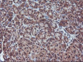 FMR1 / FMRP Antibody (clone OTI2C3)