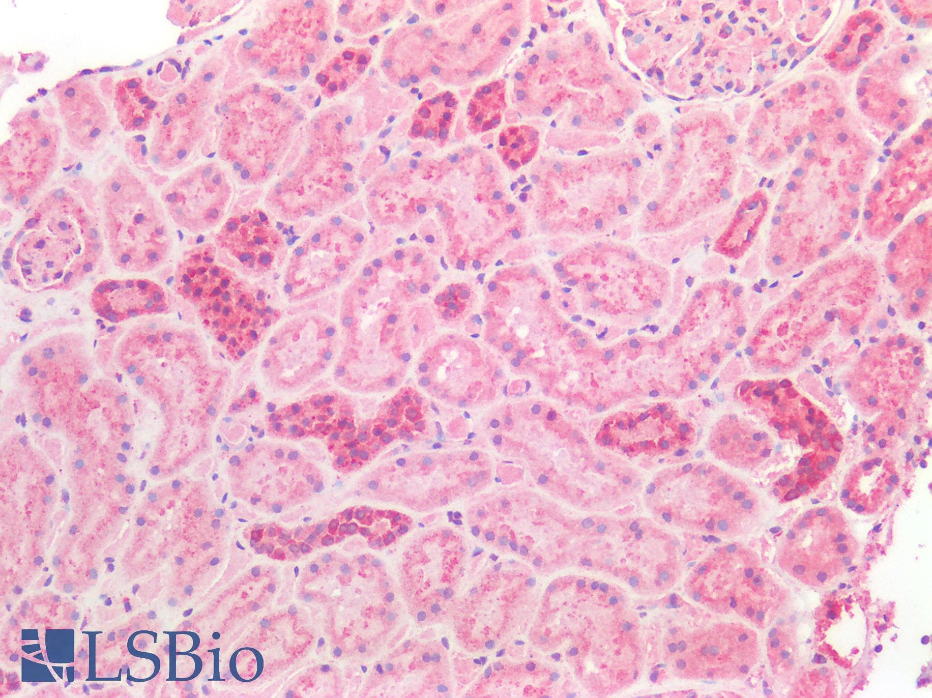 IHC-plus™ c-Maf Antibody