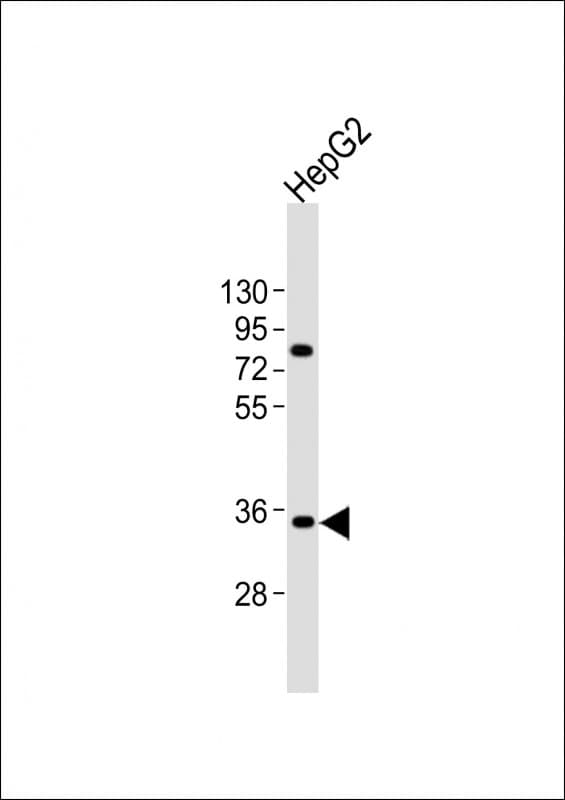 AKR7A3 Antibody (aa32-64)