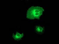 BECN1 / Beclin-1 Antibody (clone OTI3H8)
