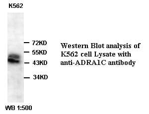 Polyclonal Rabbit anti-Human ADRA1A Antibody (WB)