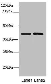INHBC Antibody