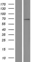 Human TCF7L2 / TCG4 Protein (Over-Expression Lysate Myc-DDK (Flag))