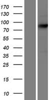 ECE-1 Protein (Over-Expression Lysate Myc-DDK (Flag))
