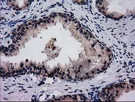 BIN3 Antibody (clone OTI8E9, Carrier-free)