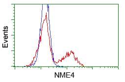 Monoclonal Mouse anti-Human NME4 Antibody (clone OTI1H1, IHC, IF, WB)