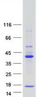 Human TRIM69 / Trif Protein (Recombinant Myc-DDK (Flag))