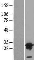VPS28 Protein (Over-Expression Lysate Myc-DDK (Flag))