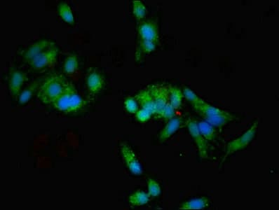 Polyclonal Rabbit anti-Human WAPAL / WAPL Antibody