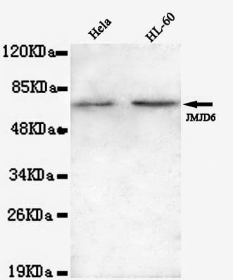 JMJD6 / PSR Antibody (N-Terminus)
