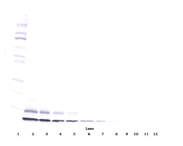 IGF2 Antibody (Biotin)